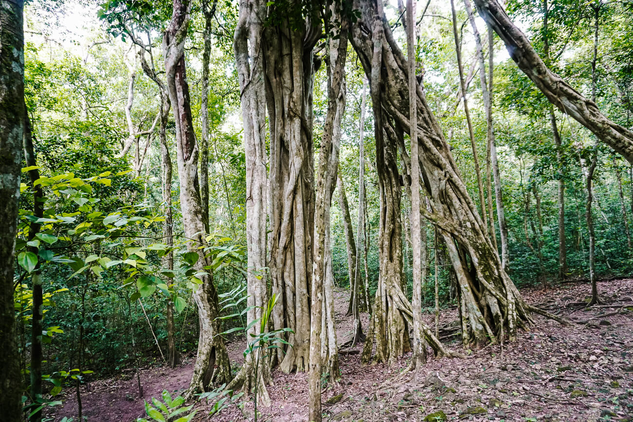 trees during El Mirador Guatemala trek
