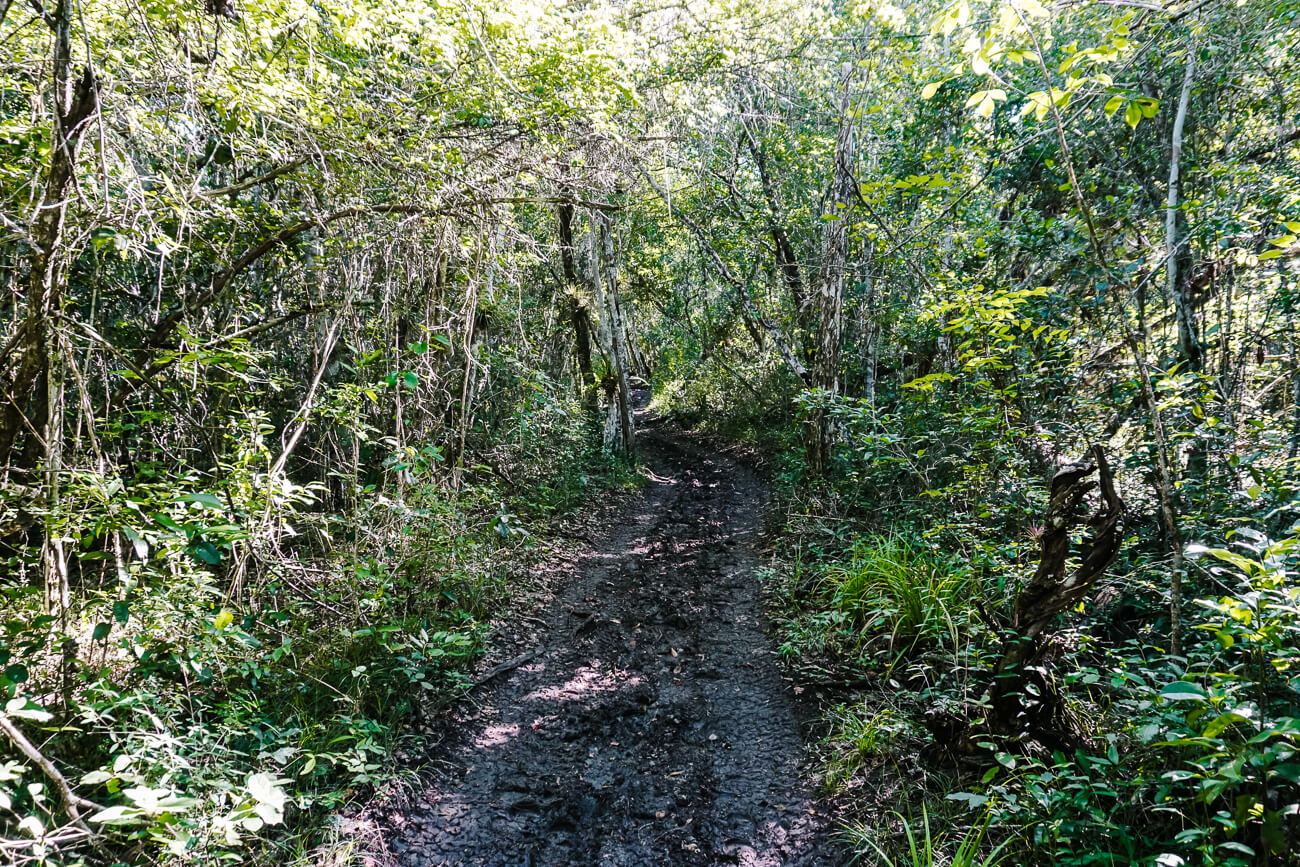 het pad tijdens de El Mirador Guatemala trek