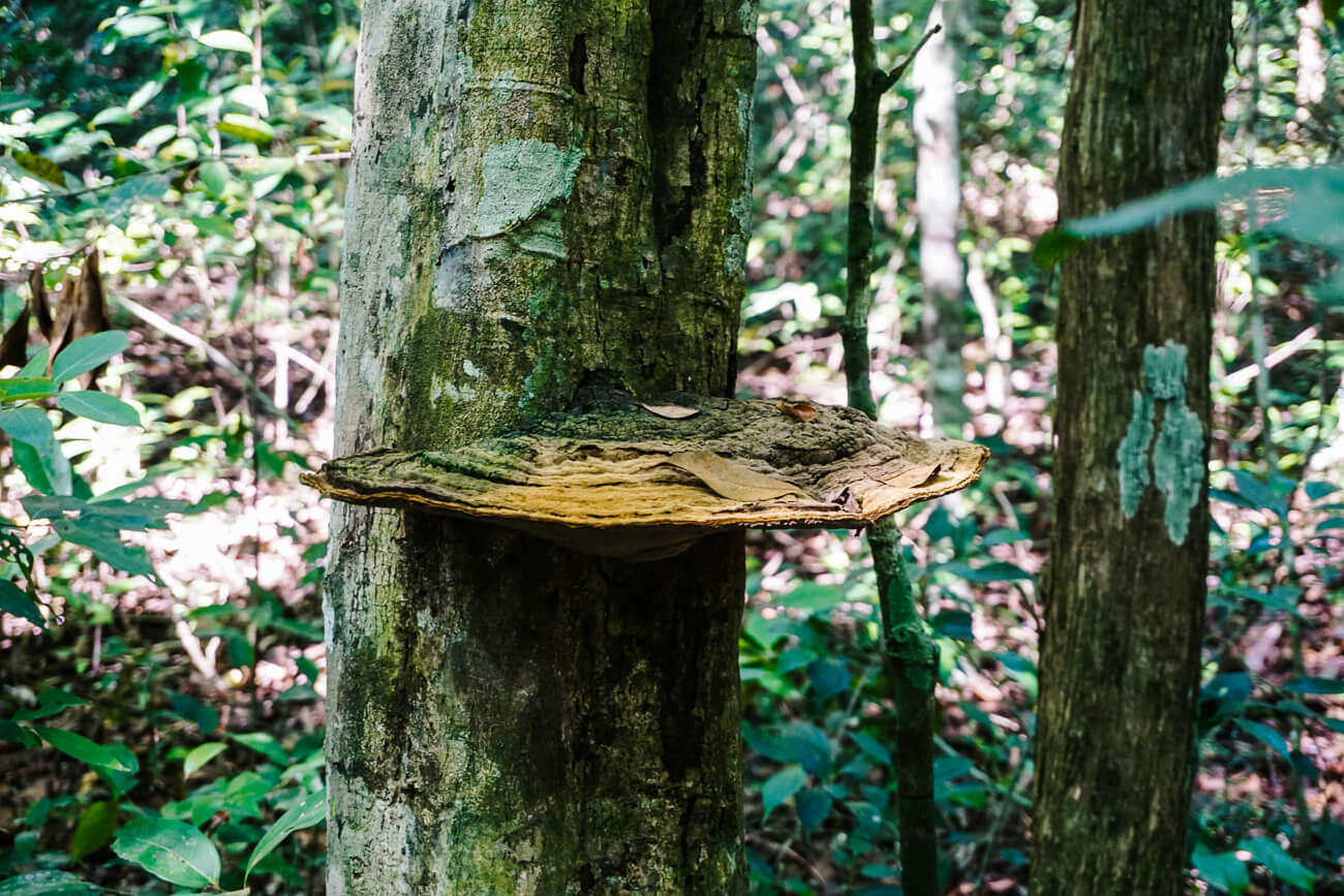 mushroom during El Mirador Guatemala trek