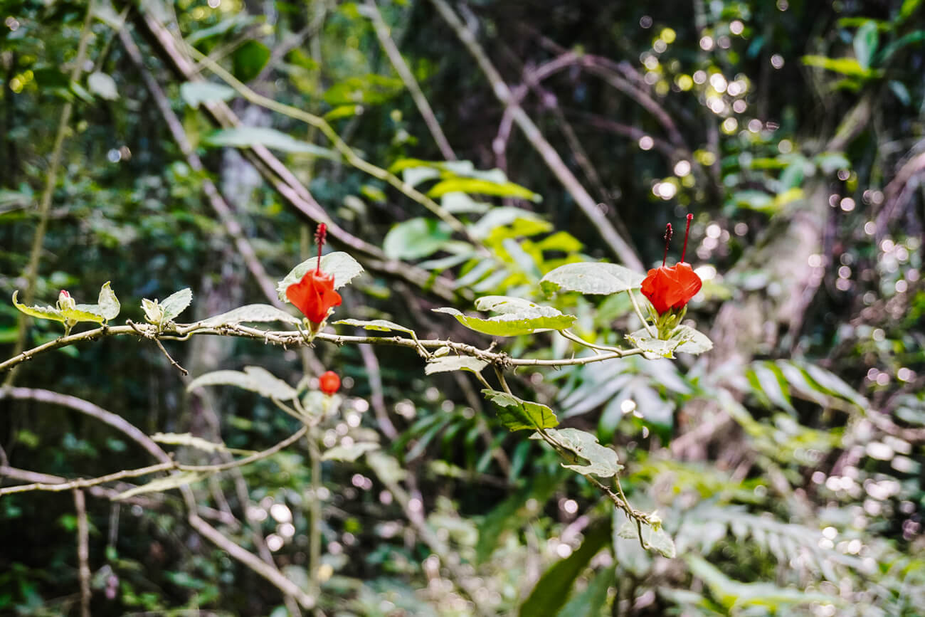 rode bloemen in het tropischh regenwoud van Peten