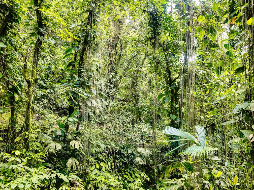 beautiful lush jungle during Lost City trek Colombia