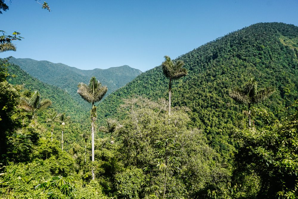 palmen in Sierra Nevada Colombia
