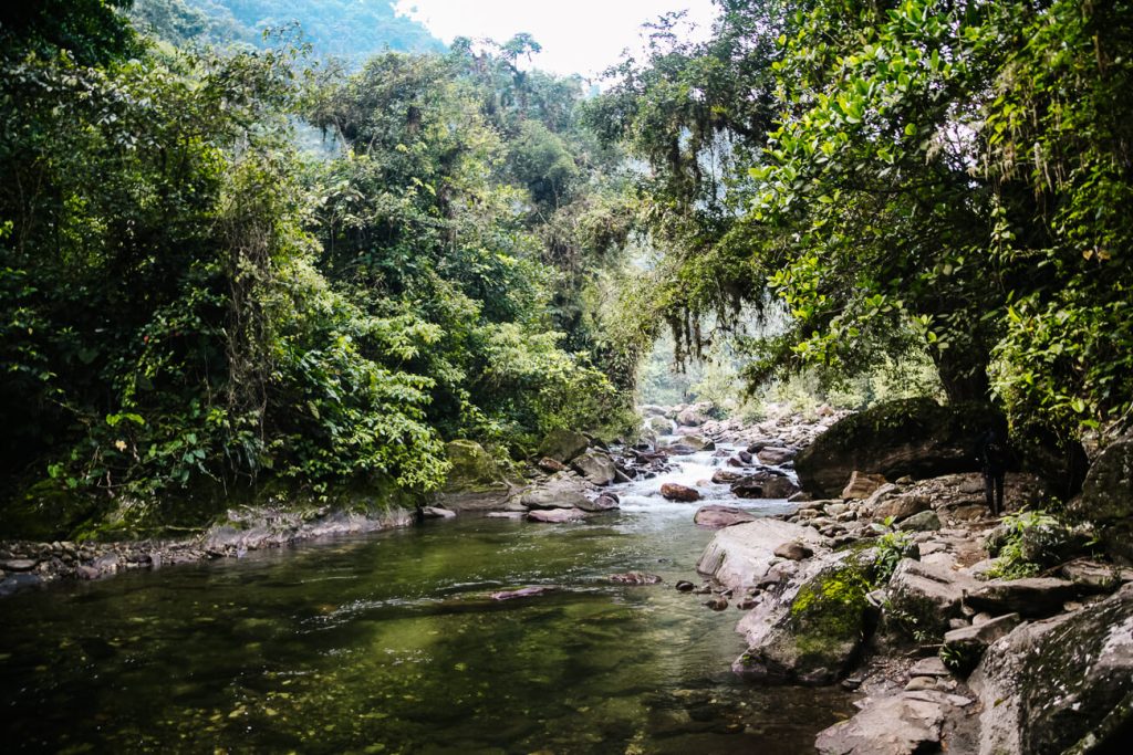 Tropisch regenwoud in Colombia.