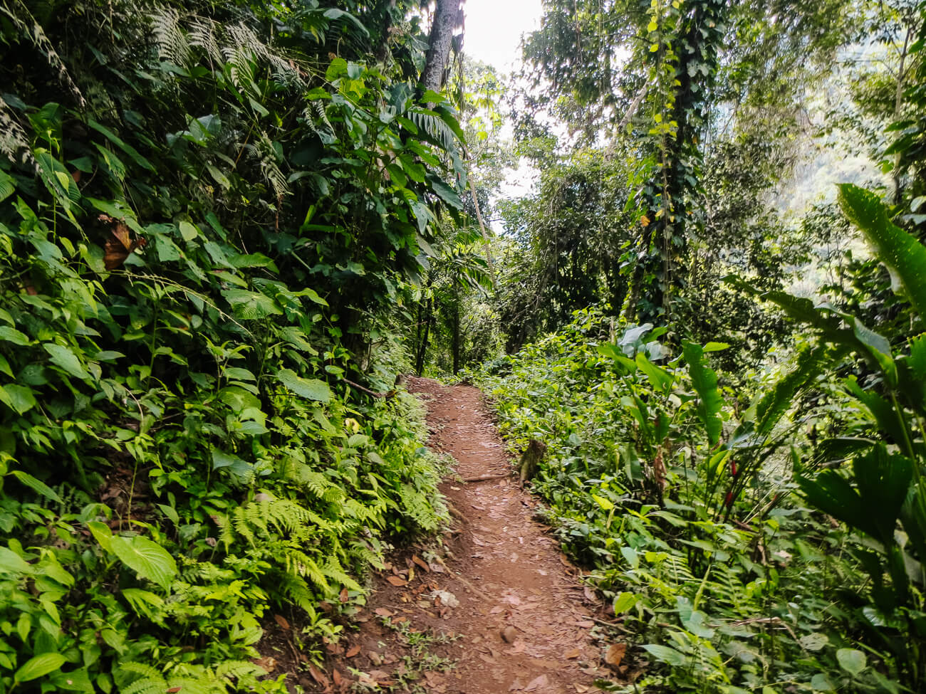 trails during ciudad perdida hike