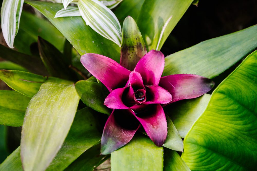 mooie bloem in botanische tuin van Bogota, een van de leukste bezienswaardigheden als je in de stad bent