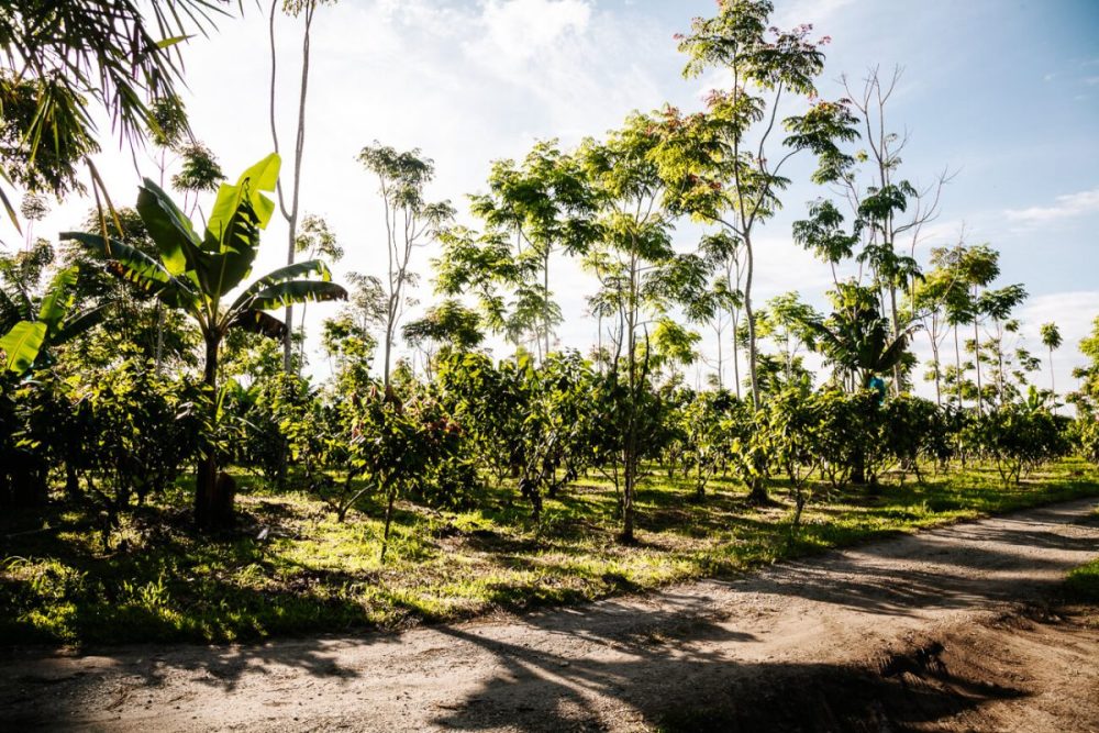 cacaoplantages in de koffiedriehoek van Colombia