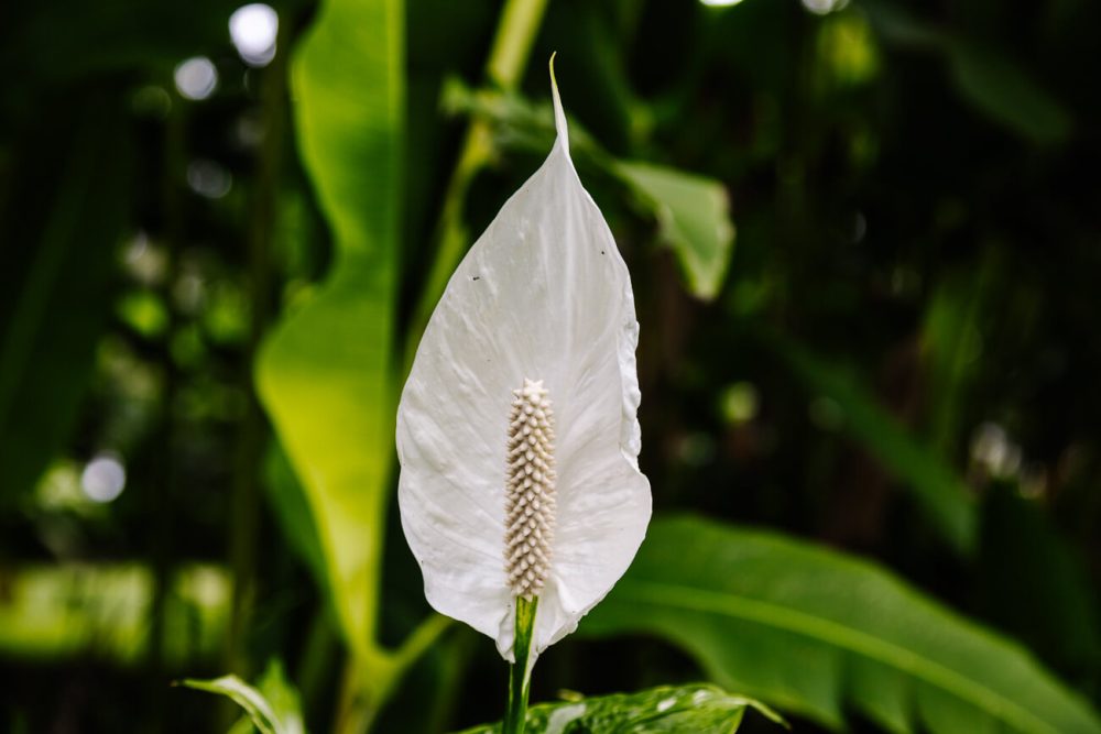 witte bloem in koffiedriehoek van Colombia