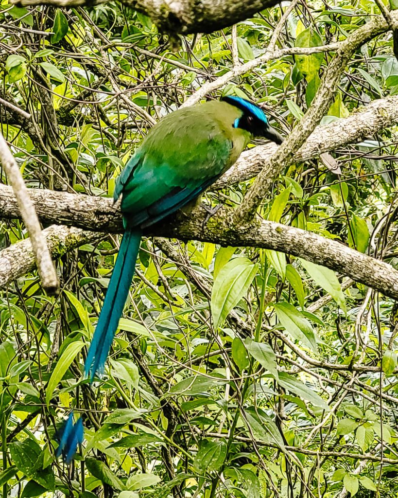 Mooie vogel rondom Cocora vallei