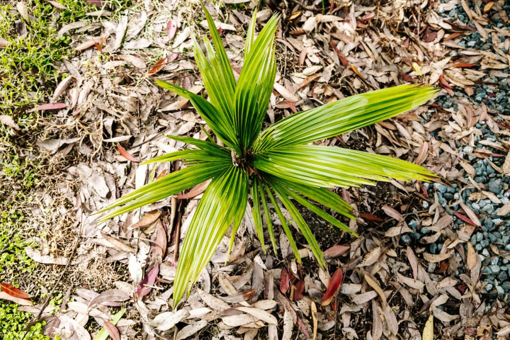1.5 jaar oude wasplant die wel 80 meter hoog kan worden. Deze palm groeit in de Cocora valley.