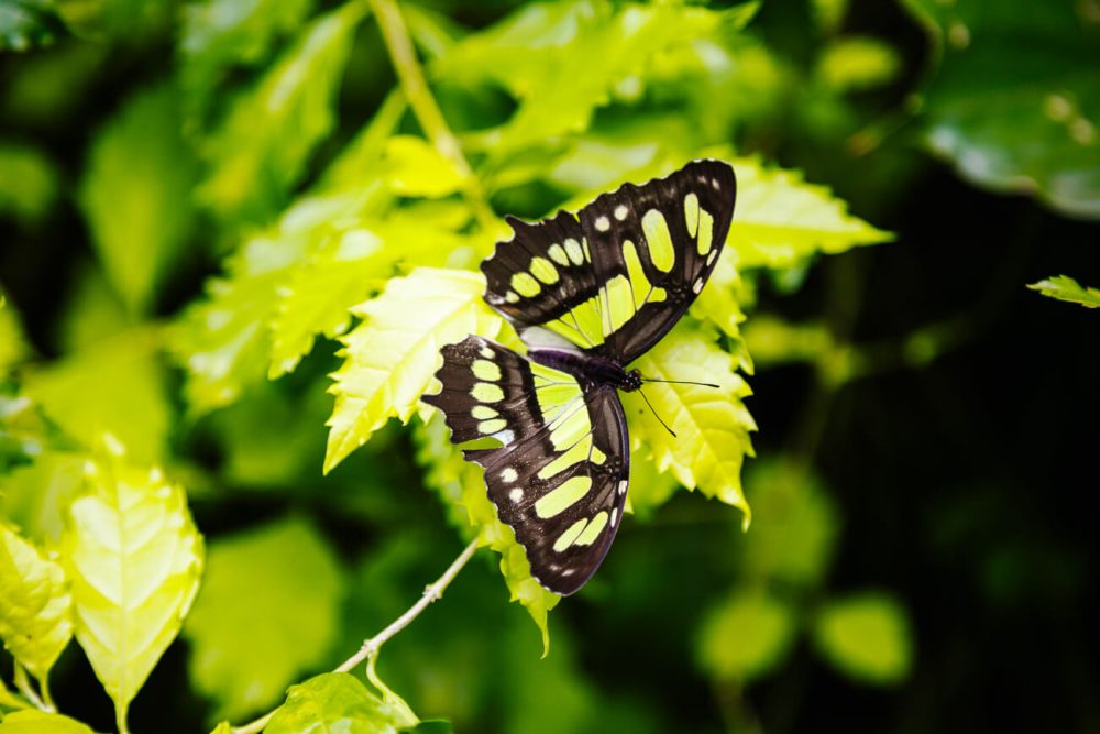 vlinder in tropische tuin