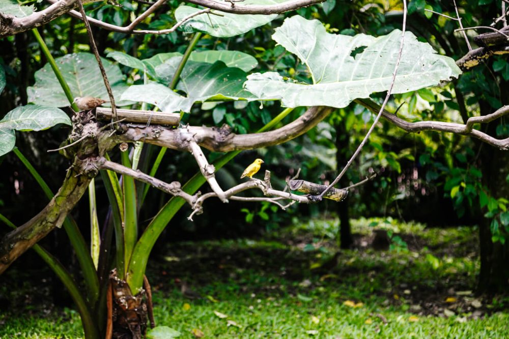 bird in tropical garden of Colombia coffee region 