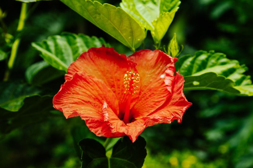 red flower in tropical garden of Sazagua Boutique Hotel