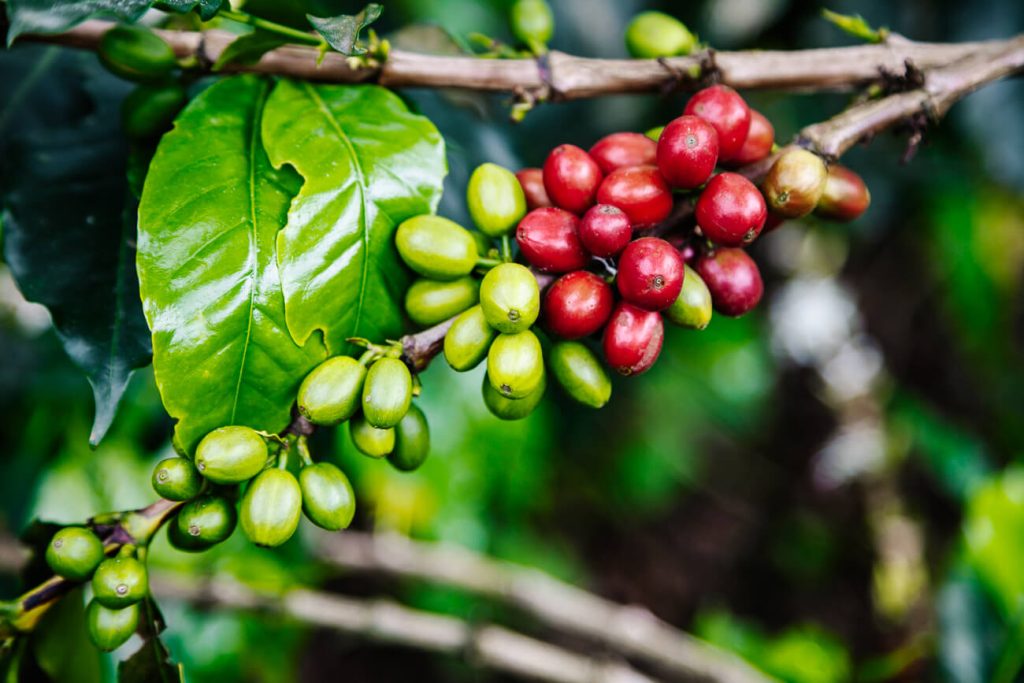 coffee beans in Colombia