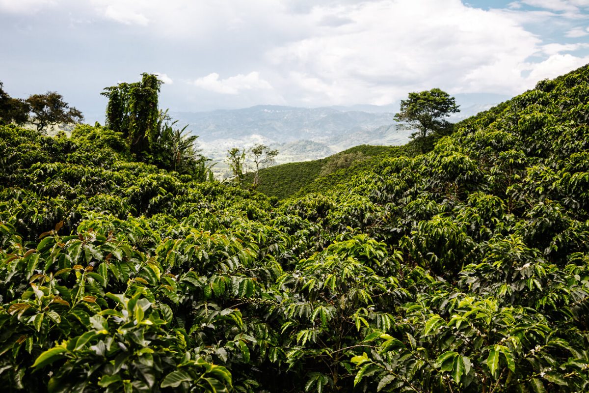 Exploring Cuba's Coffee Farms - Perfect Daily Grind