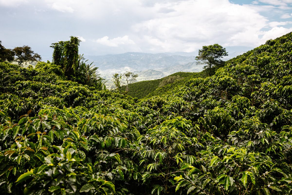 Armenia, Andes Mountains, Coffee Region, Bogotá