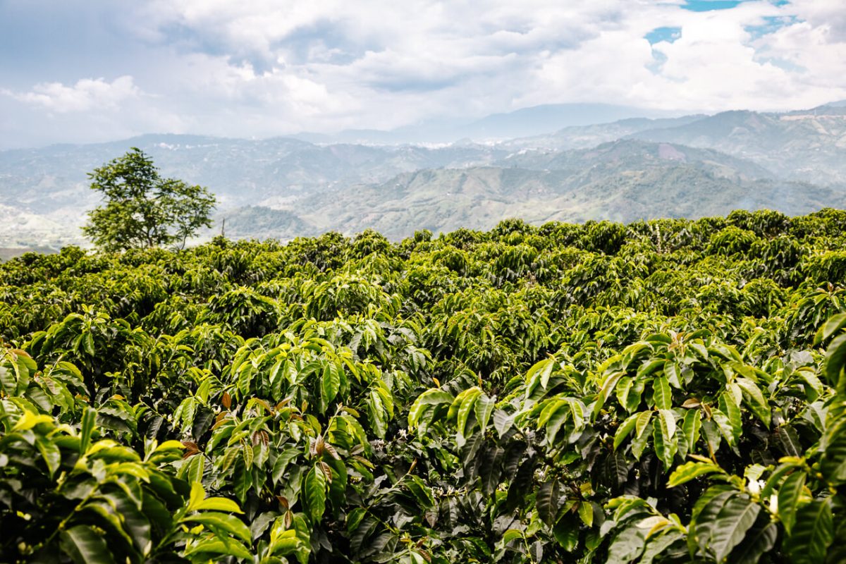 coffee plantation at Alto de la Paz, 360 degree view of coffee plantation in Colombia