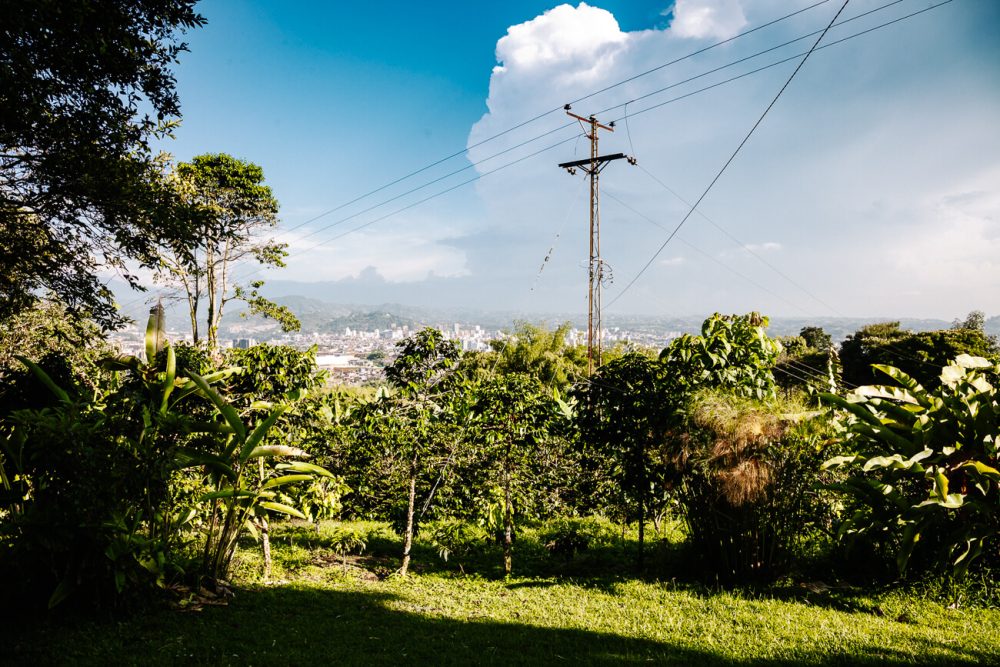 view from Finca Cafe Don Manolo in Colombia coffee region