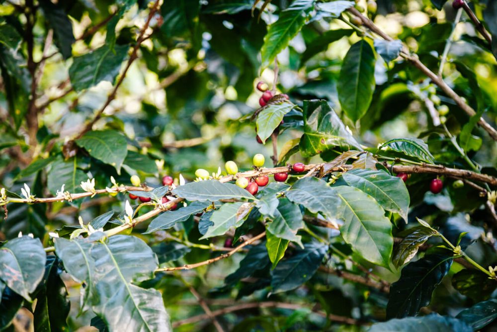 coffee beans in Colombia coffee region