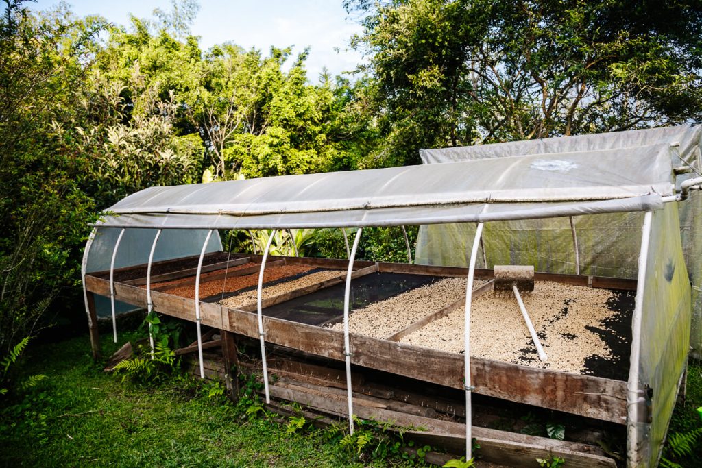drying process of coffee beans at Finca Cafe Don Manolo
