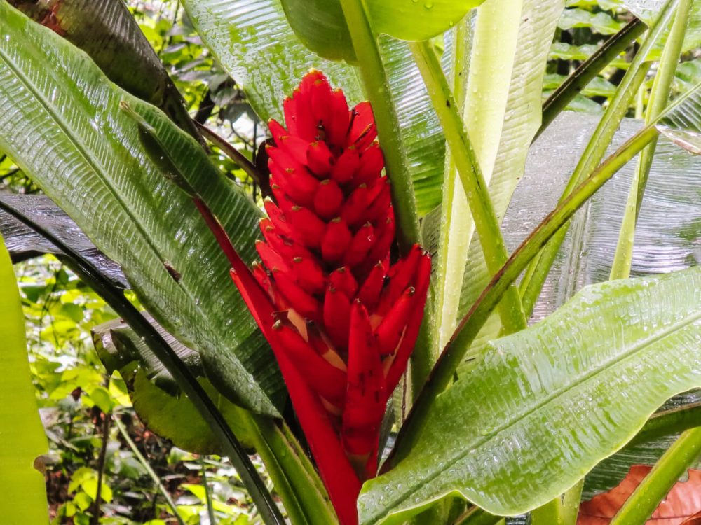 Rode bloem in jungle omgeving.