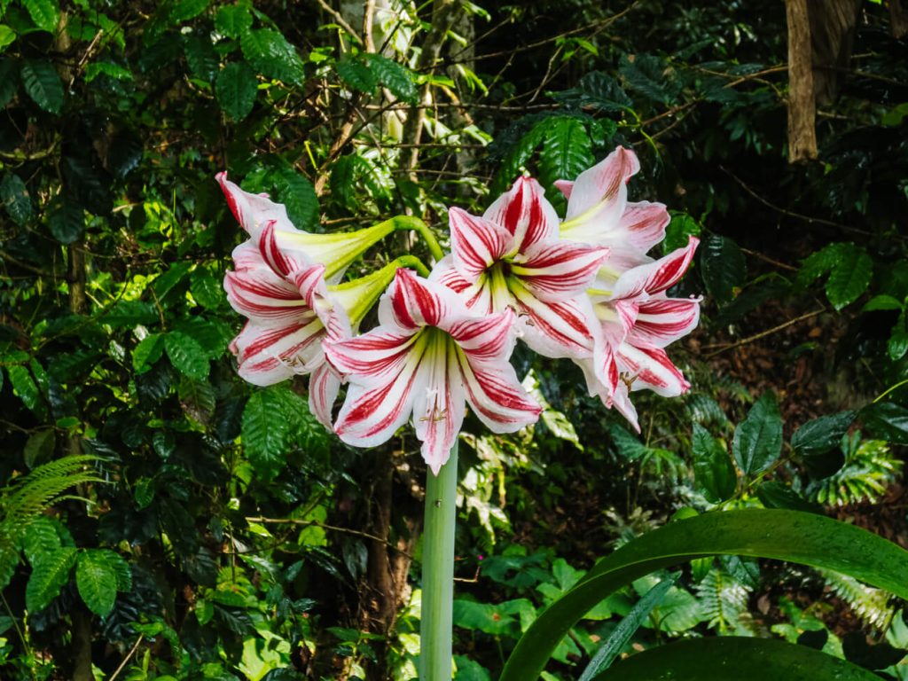 Pink flower in tropical rainforest.