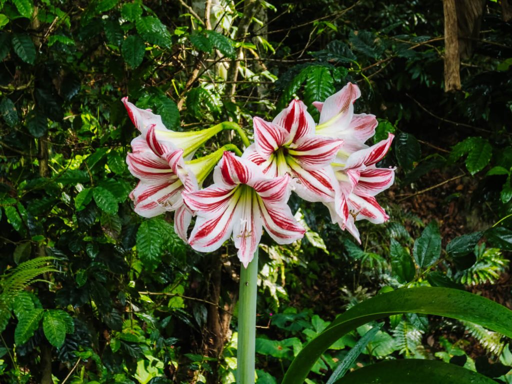 Roze bloemen in groene omgeving.