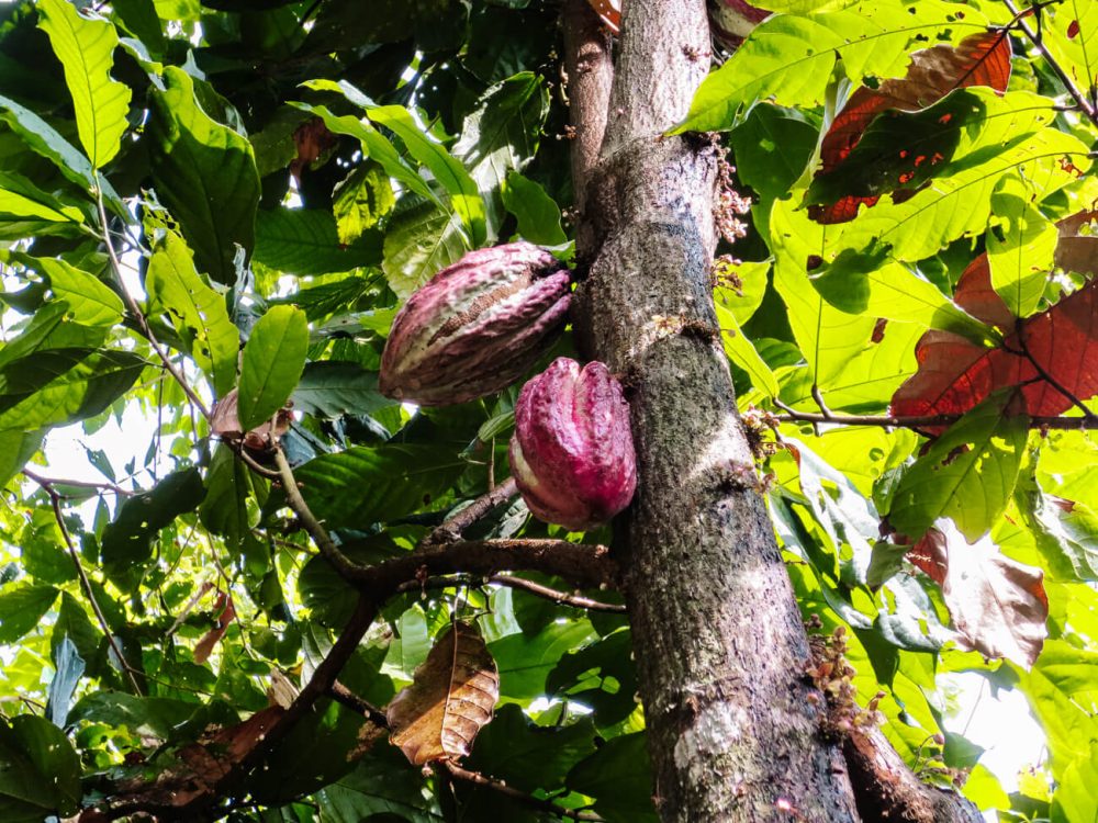cacao fruits at tree 