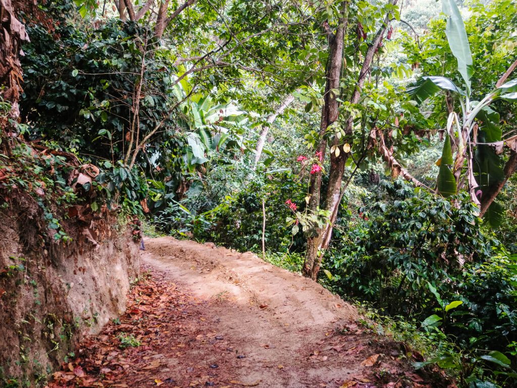 Trail - one of the best things to do in Minca in Colombia is to go hiking. 