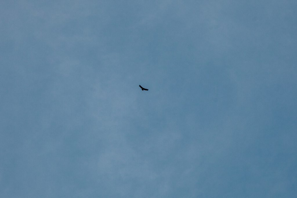 vliegende condor in Colombia