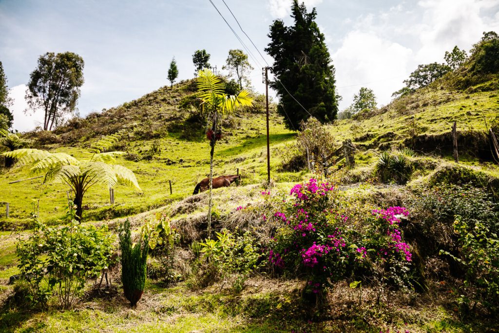 landschap in koffiedriehoek van Colombia