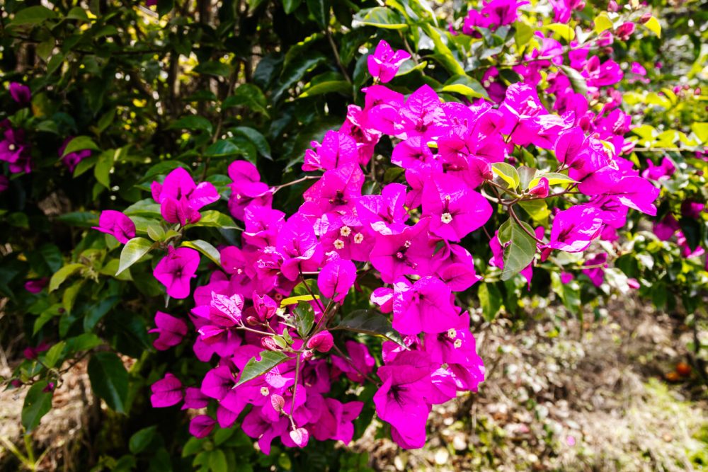 purple flowers in Colombia