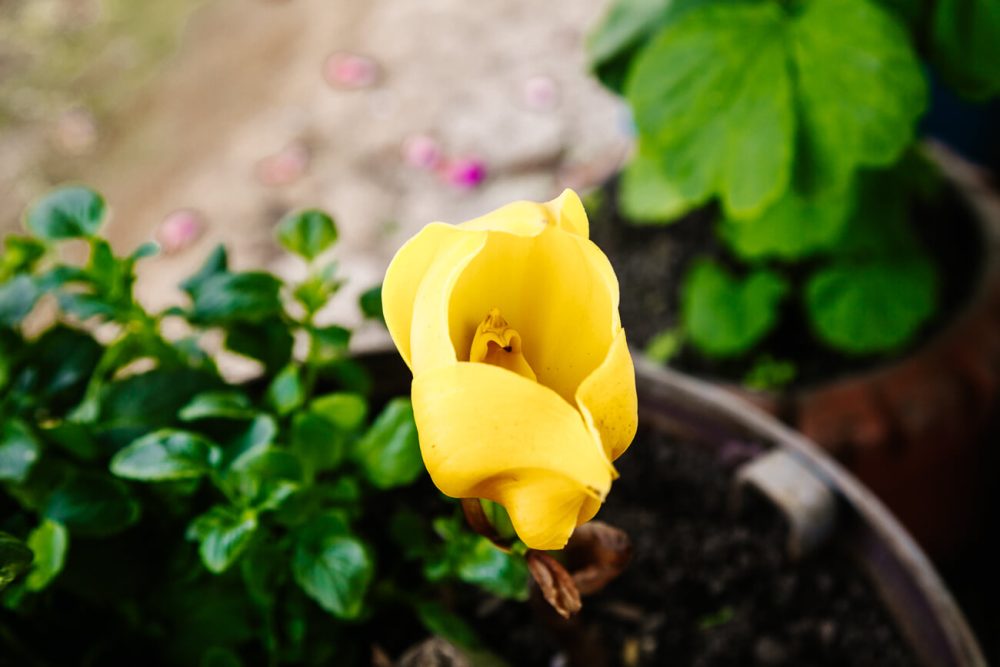 gele bloemen in koffiedriehoek Colombia