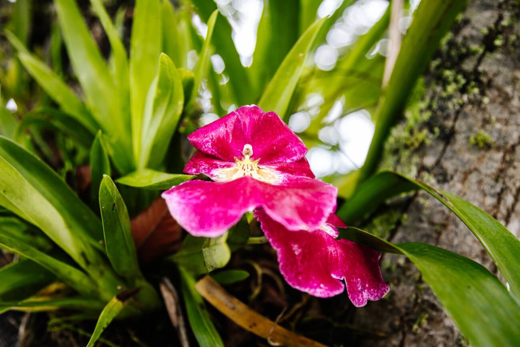 red flower in Colombia coffee region  