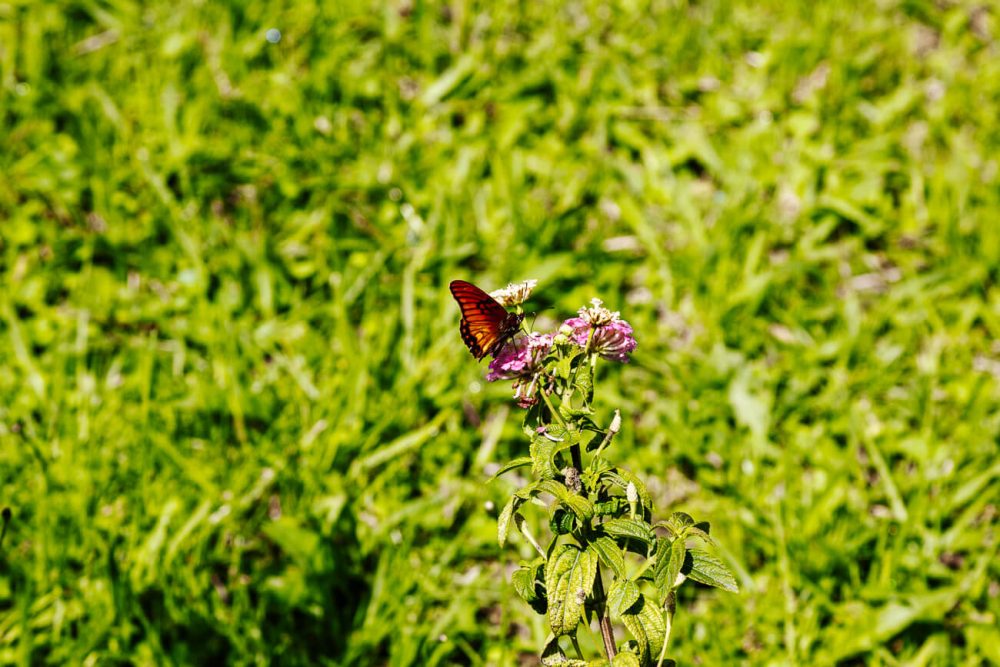 vlinder in koffiedriehoek van Colombia
