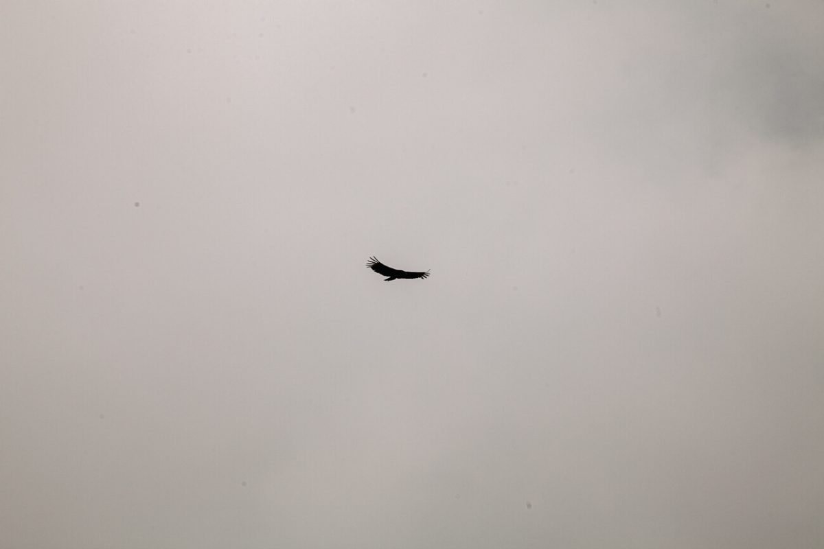 flyinng andes condor in Colombia