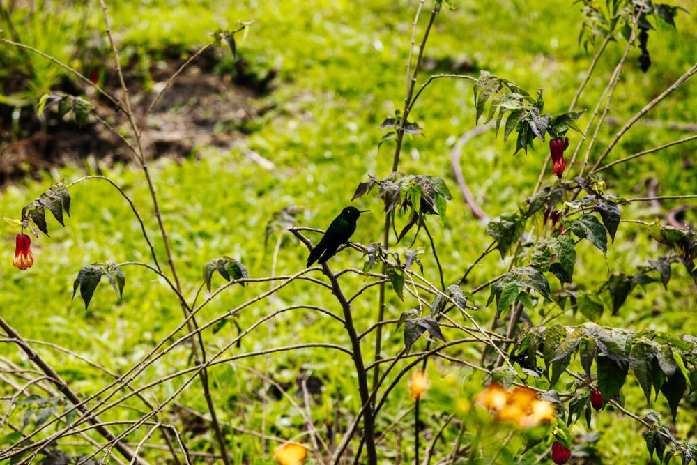 kolibrie in Colombia