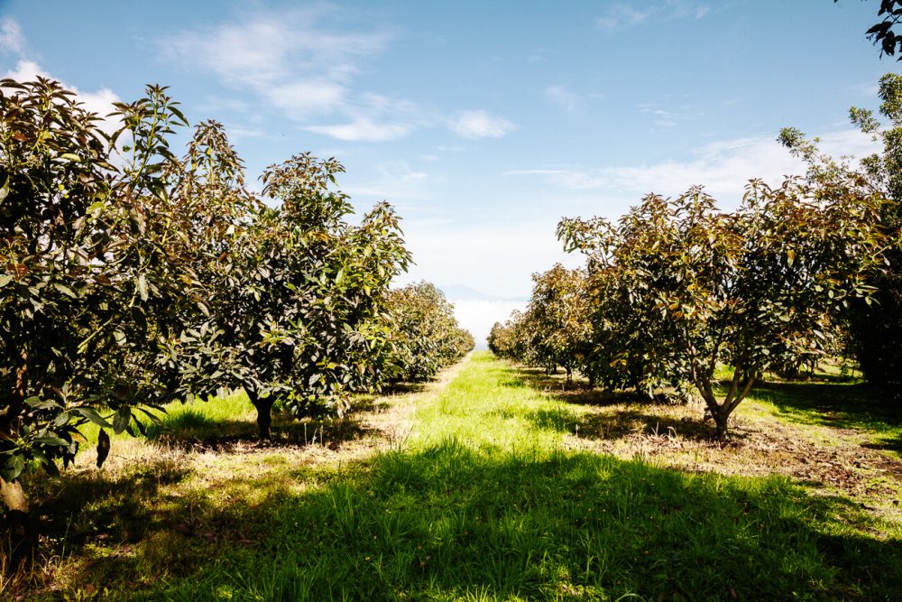 avocado plantage bij El Nido del Condor