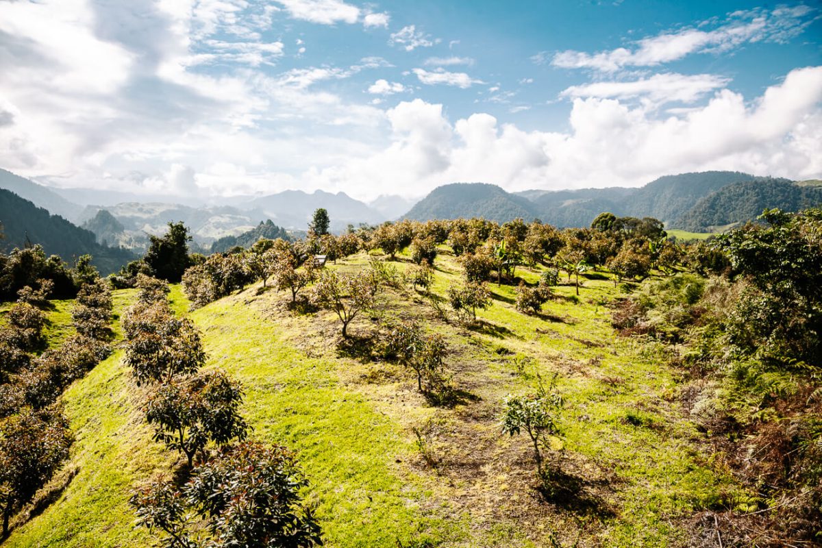 avocado plantage bij El Nido del Condor