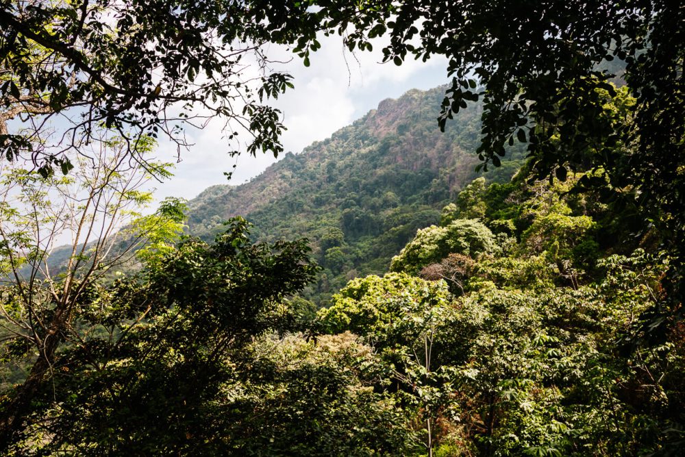 view of jungle in Minca