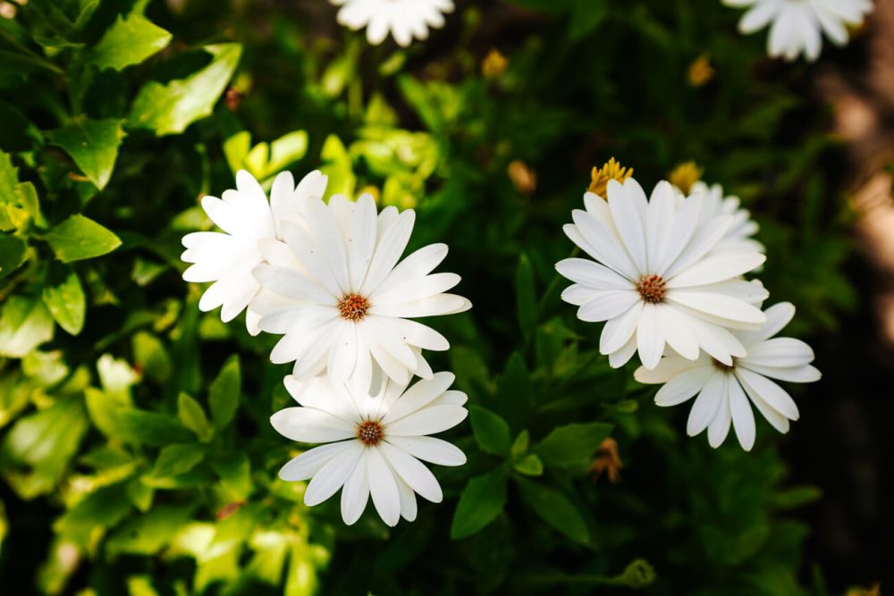 witte bloemen op Ibiza