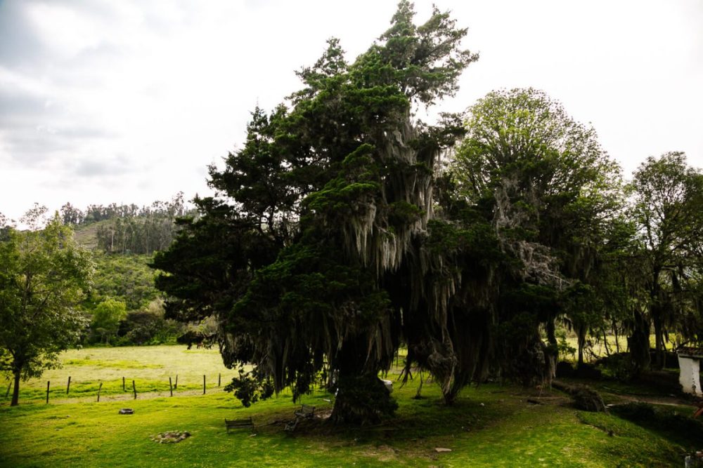 tree at Molino de la Primavera, an old water mill around Villa de Leyva