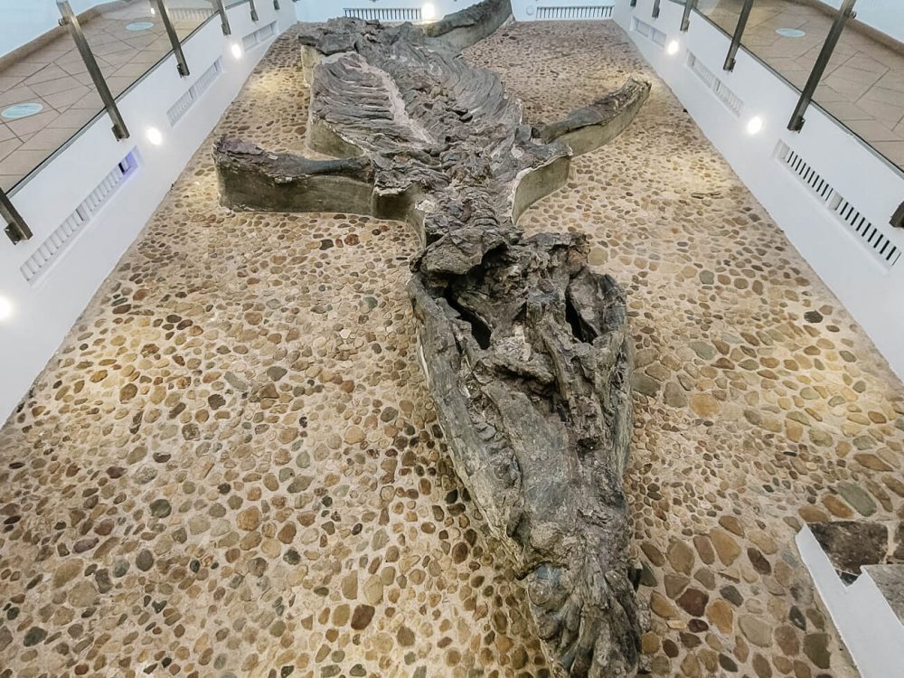 The highlight of a visit to Museo el Fosil, is the fossil of the kronosaurus, a gigantic marine reptile measuring almost 10 meters, the only one in the world.
