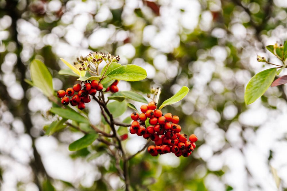 red berries in the surroundings of Hichatana & Zuetana