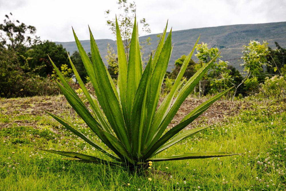 plant in the surroundings of Hichatana & Zuetana