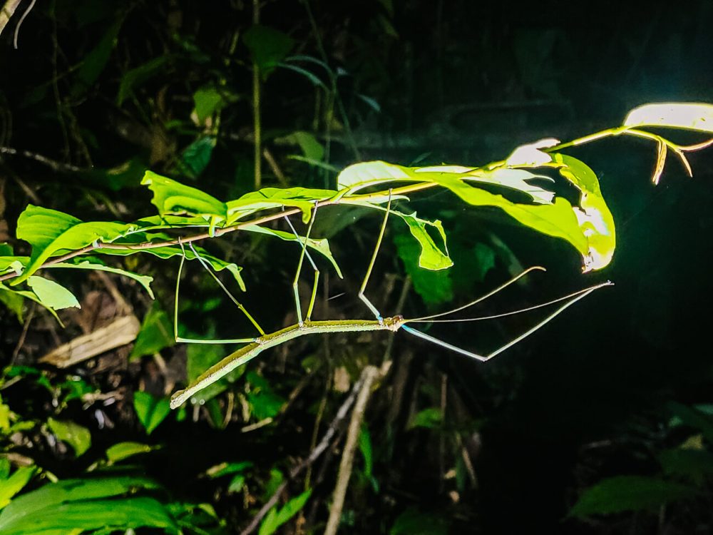 wandelende tak tijdens nachtwandeling vanuit Calanoa jungle lodge in de Amazone van Colombia