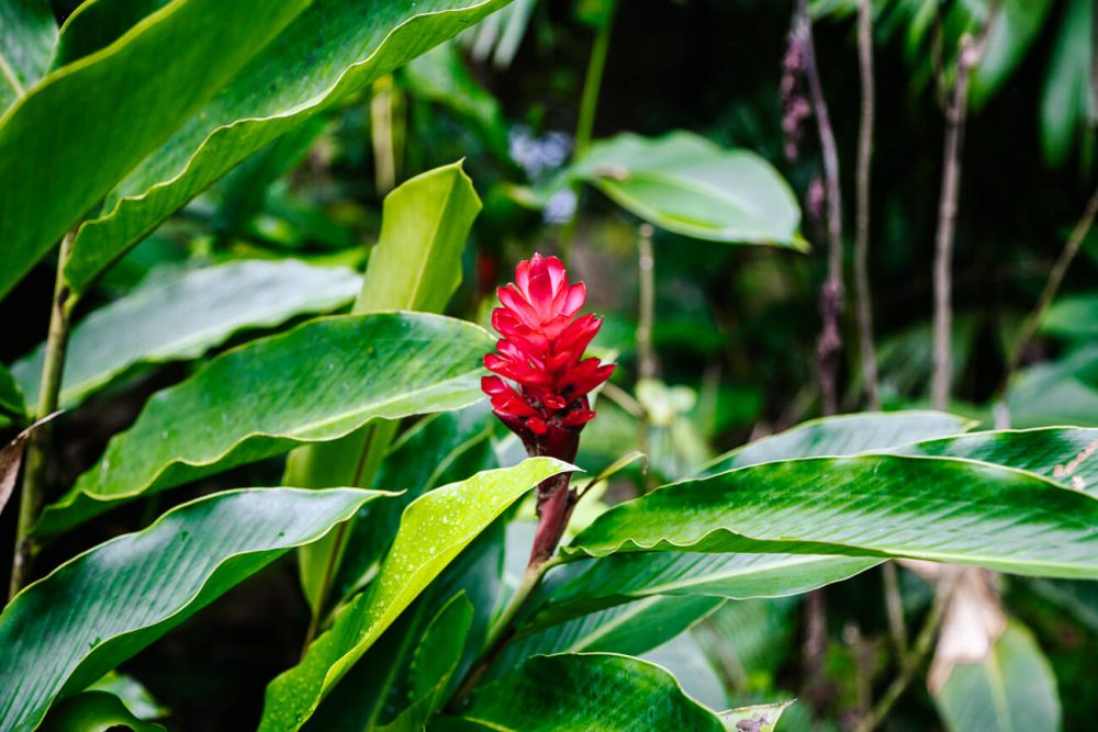 red flower in Colombian Amazon