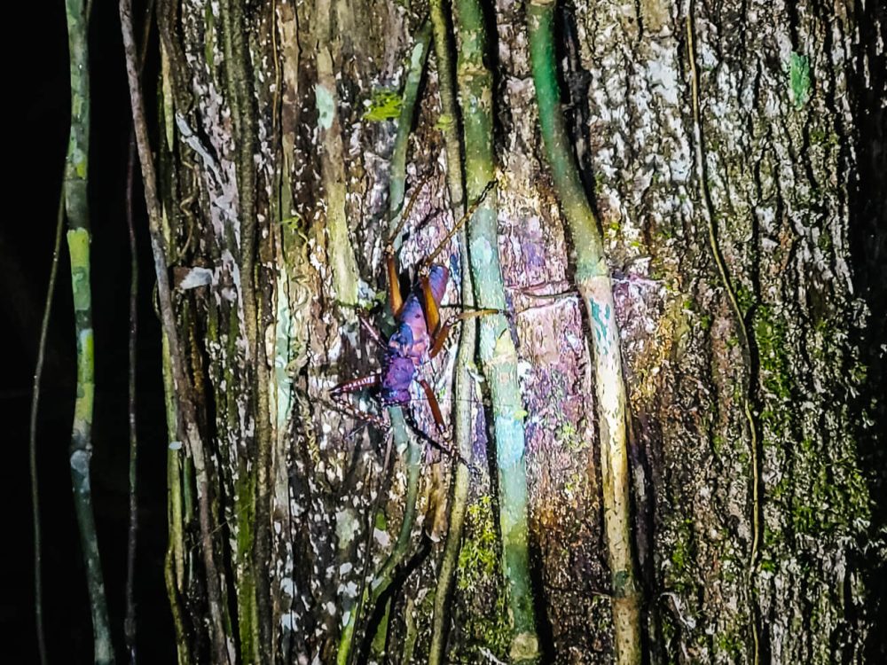kever tijdens nachtwandeling vanuit Calanoa jungle lodge in de Amazone van Colombia