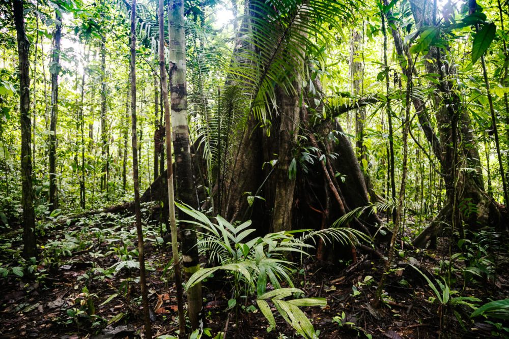 natuur in jungle van Colombia