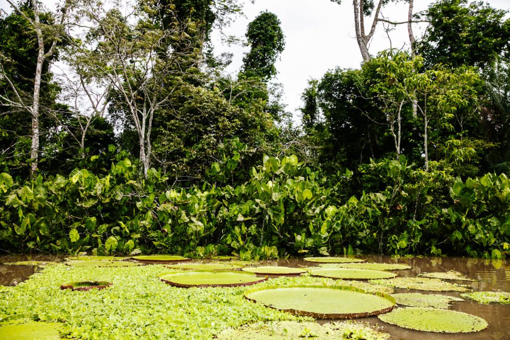 lotusbladeren in Amazone van Colombia