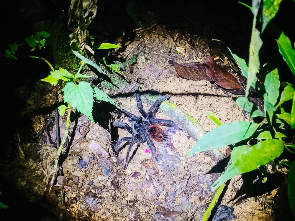 tarantula tijdens nachtwandeling vanuit Calanoa jungle lodge  in de Amazone van Colombia